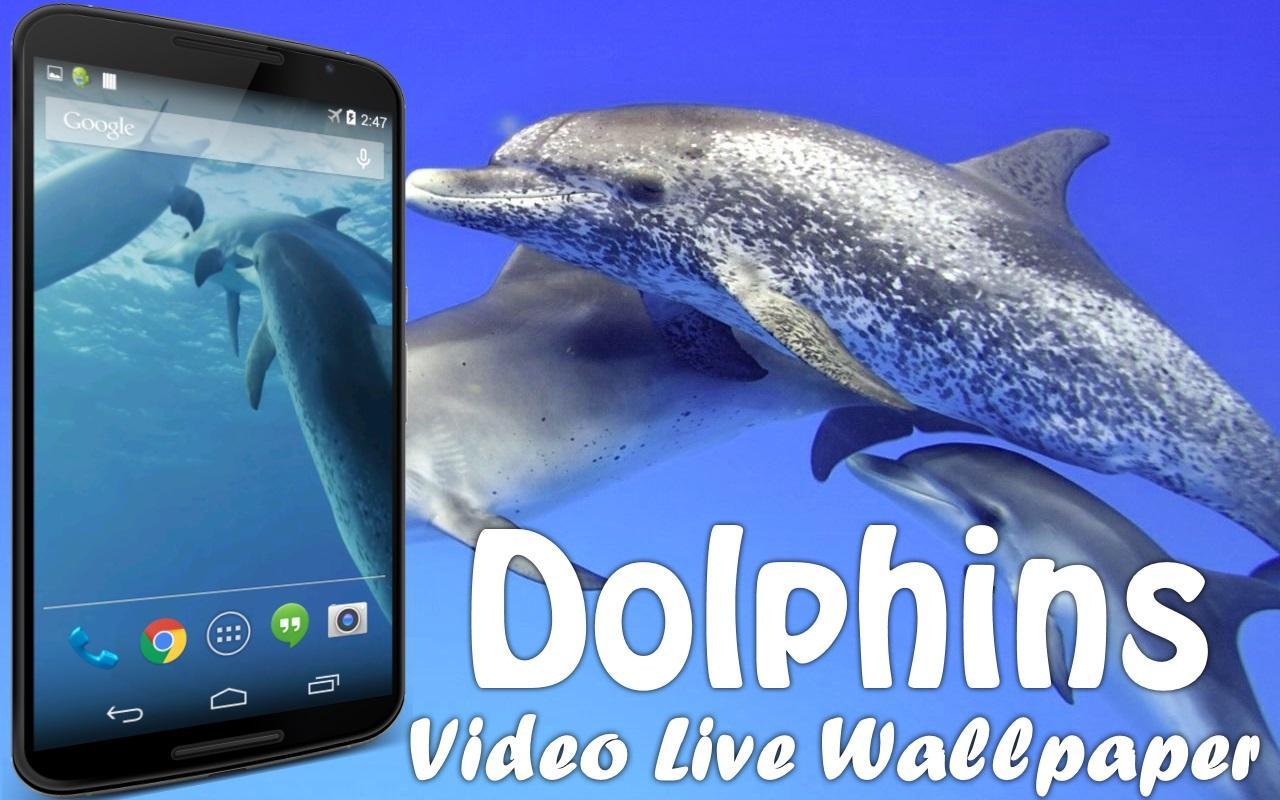 Dolphins Video Live Wallpaper